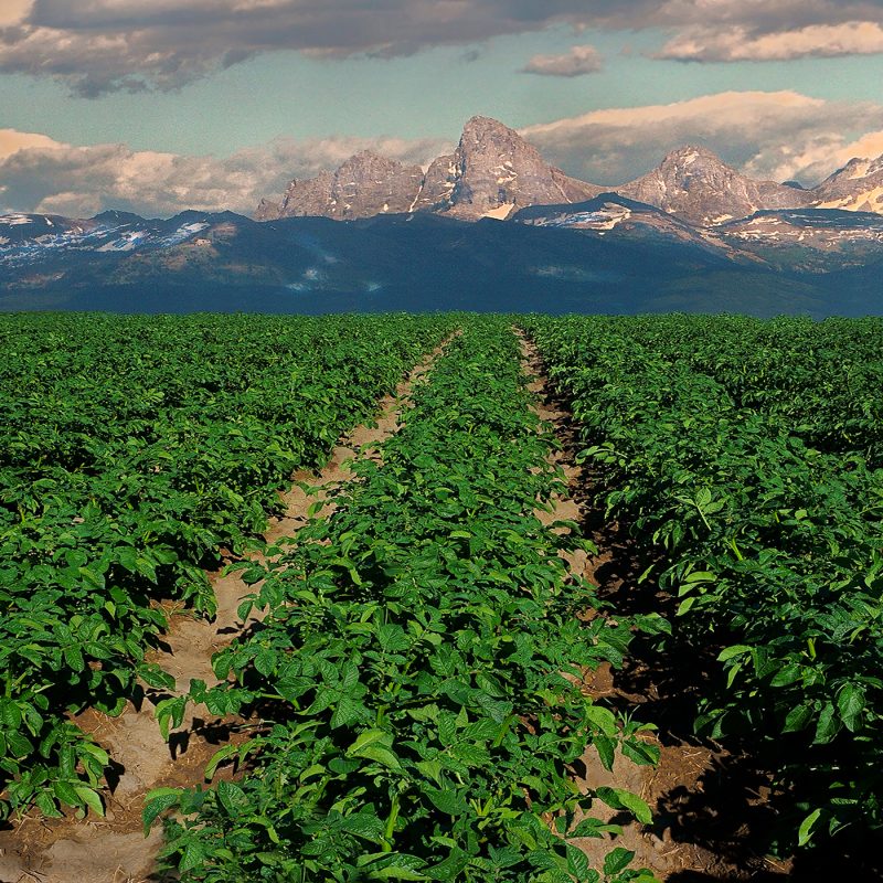 1-spud-field-and-tetons-mkt-image
