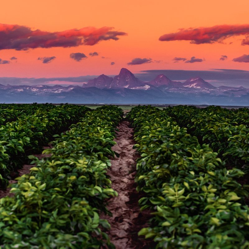 11-crop-rows-pink-purple-sky