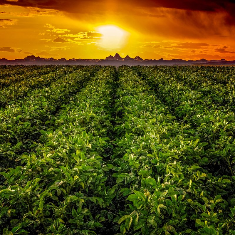 2-crop-rows-into-teton-sunrise
